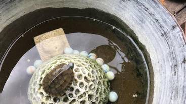 レストラン / 10