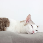 泊まるしかないにゃ！看板猫がいる全国のおすすめホテル5選