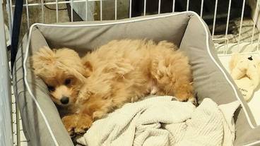 レストラン / 15