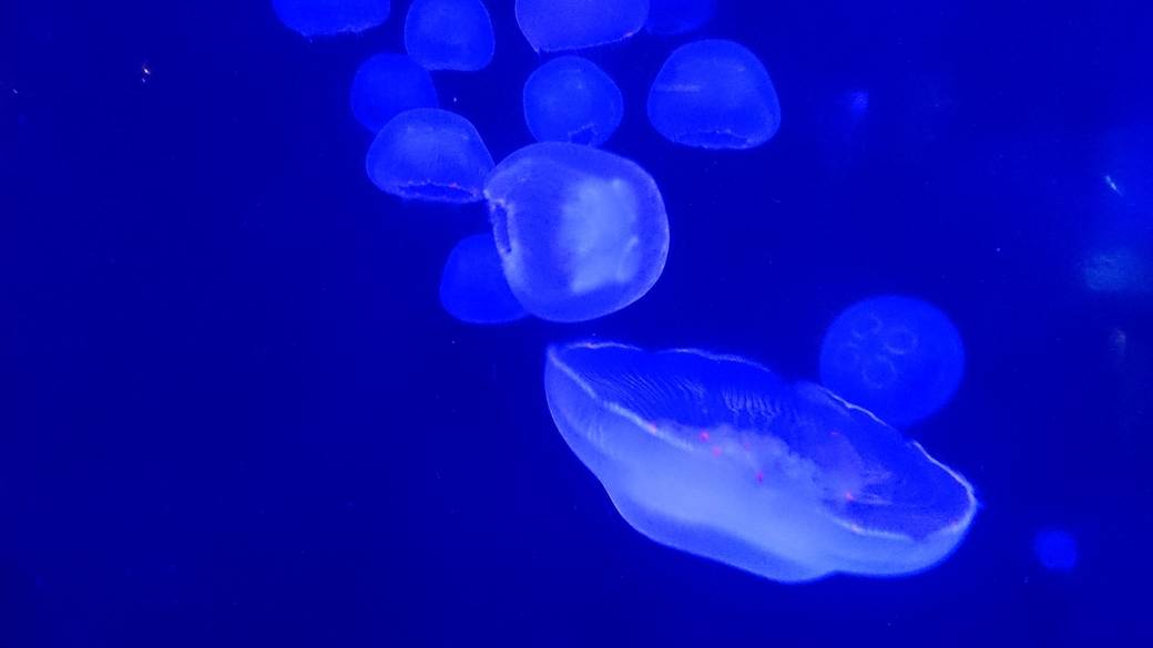 ドライブ途中で
水族館へ / 3