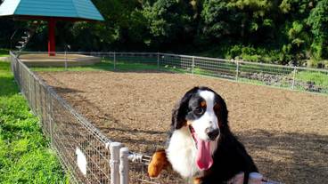 ペット同伴可 / 14