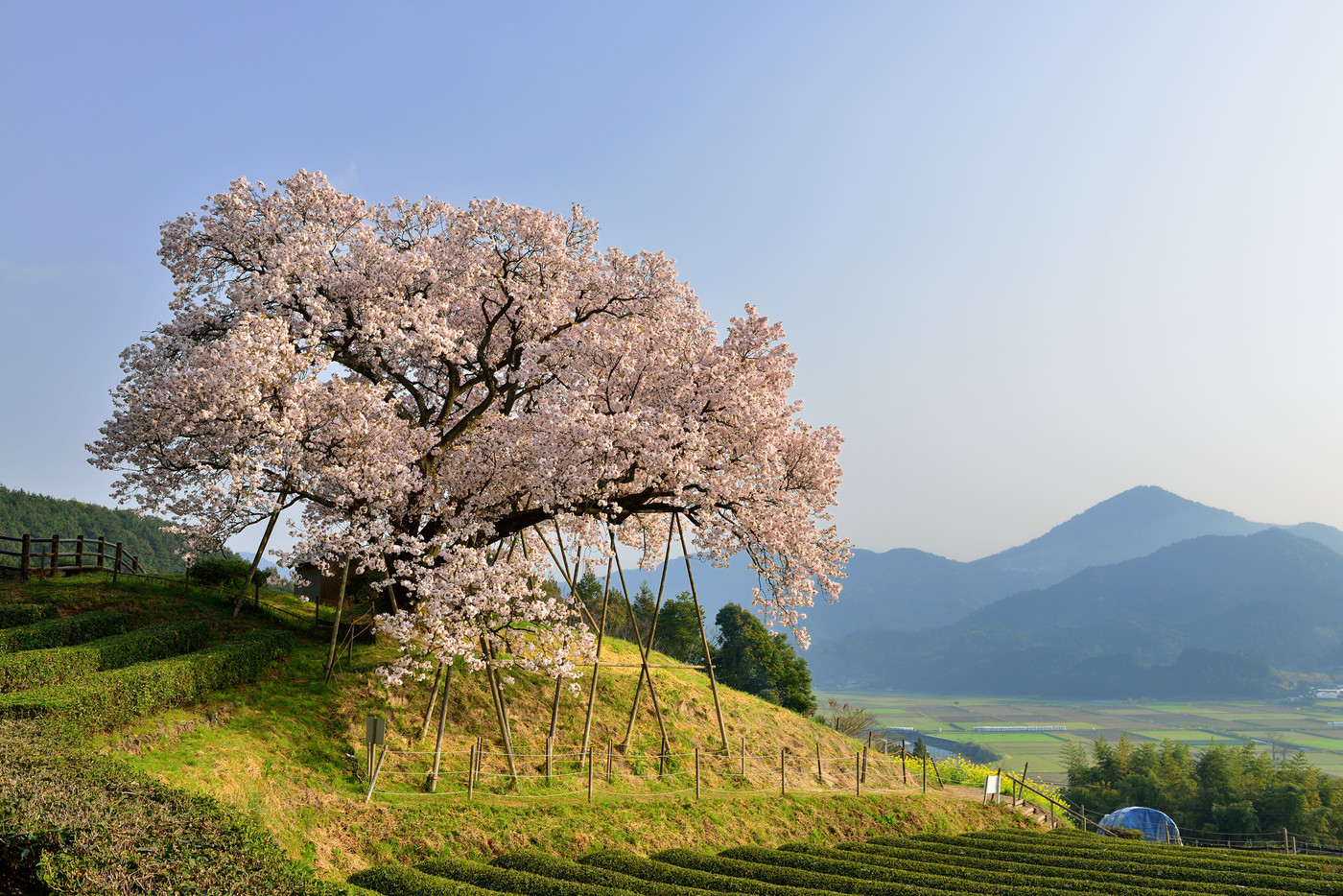 納戸料の百年桜