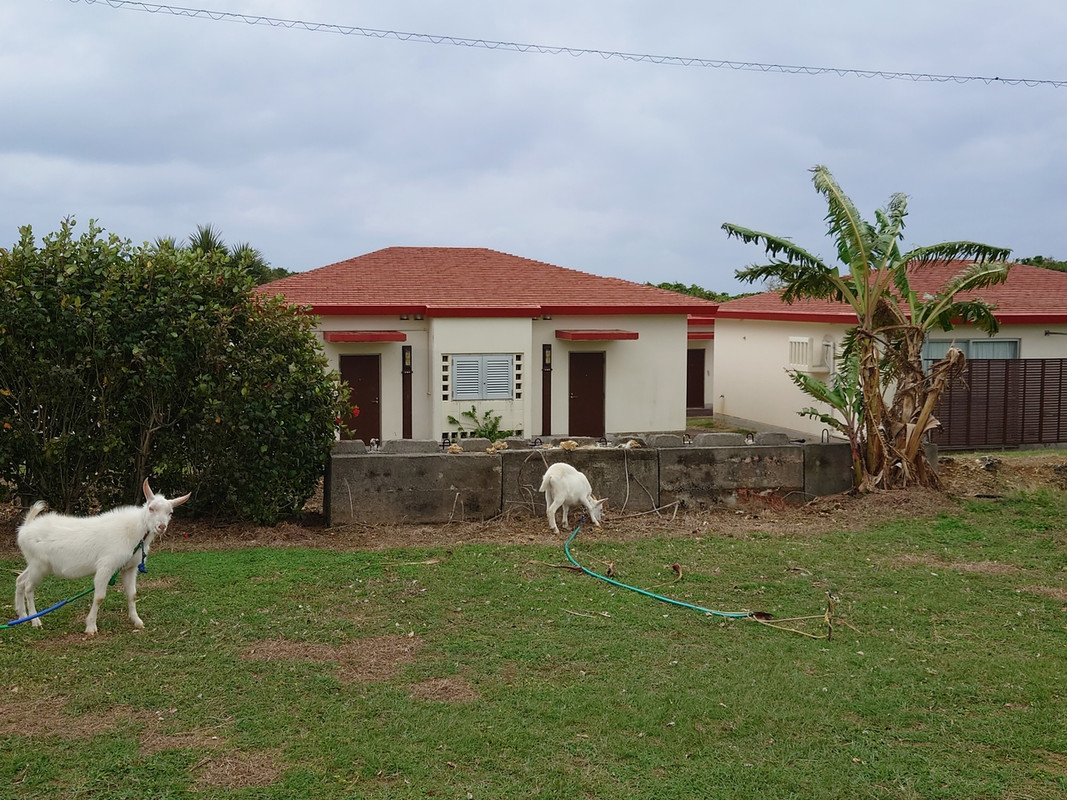 ヤギがいました