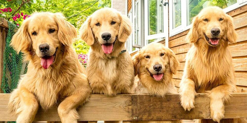 コスモちゃん・ステラちゃん・トキトくん・クイーンちゃん4069464