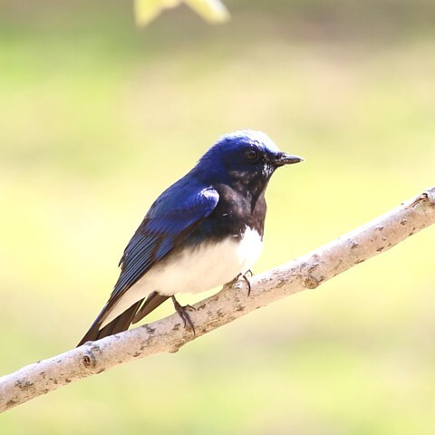 上高地の野鳥