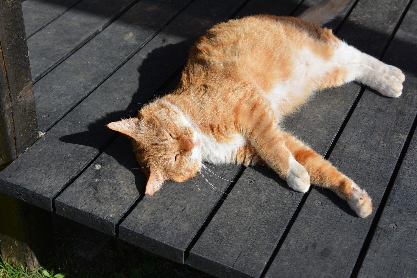 縁側でごろにゃん、太陽は眩しいにゃ、薄目を開けている茶トラ白ソックス猫。地域猫