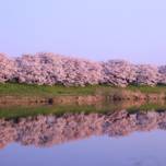 毎年行きたい桜の名所！宮城県内でおすすめのお花見スポット11選