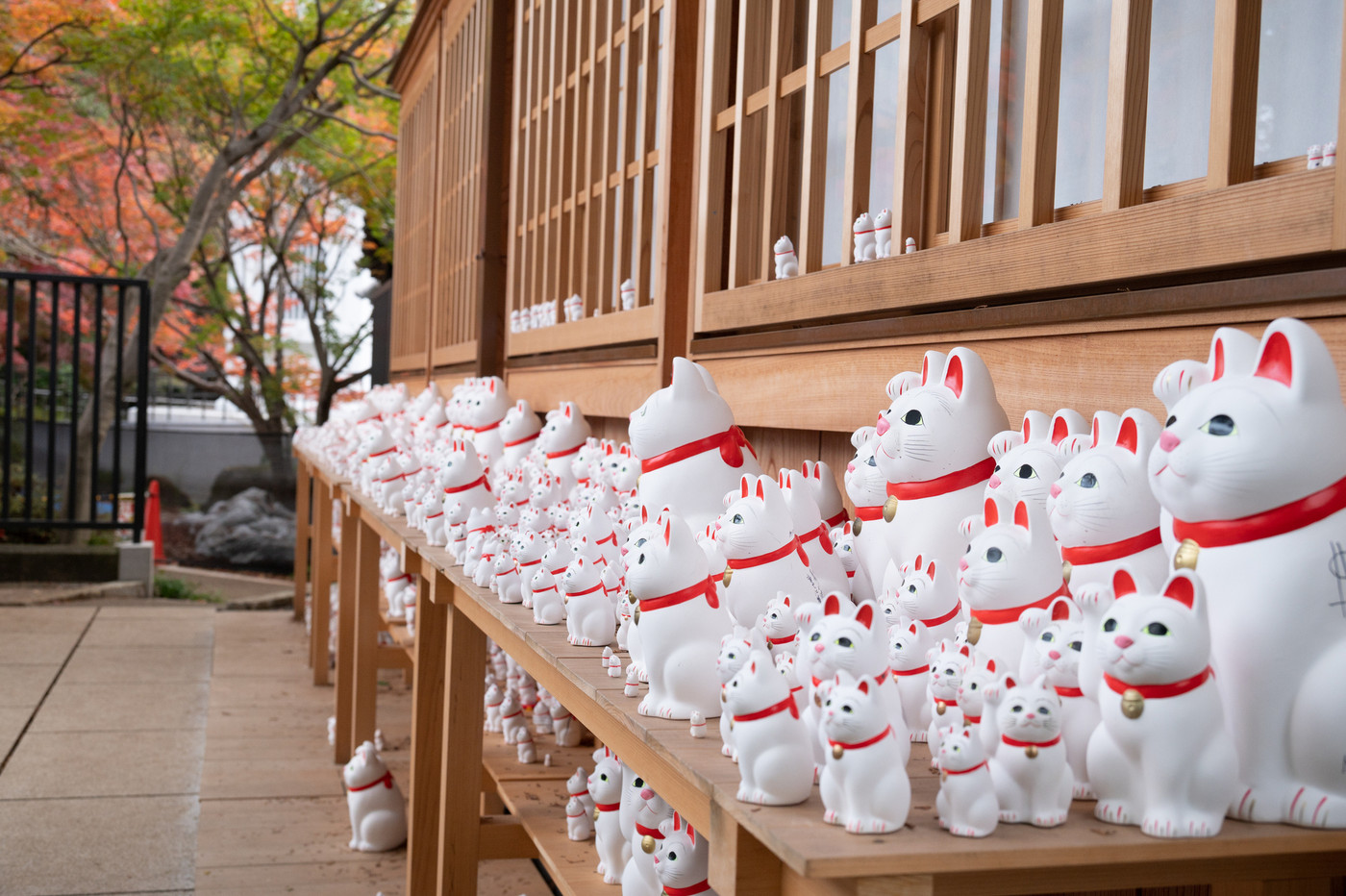 奉納招き猫で有名な井伊家ゆかりのお寺4090767