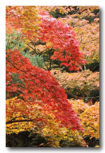 約700本の紅葉が色づく「紅葉谷公園」722458