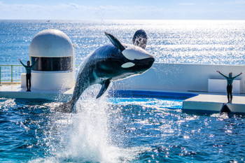 Jumping Killer Whale Kamogawa Sea World