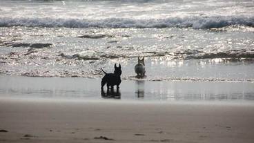 サーフィン / ボディボード / 5