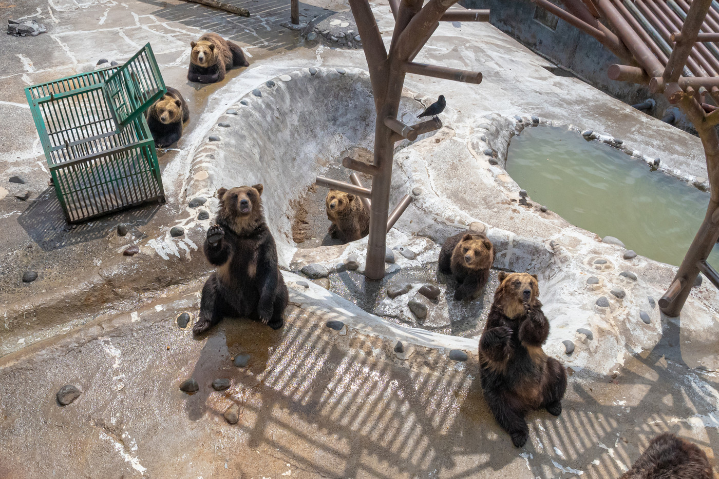 エサをねだる熊の視線 / 北海道登別市 クマ牧場