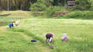 ランド ビュー / 26