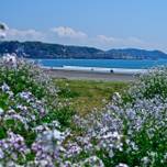 春～初夏におすすめ♡江ノ電で行く「鎌倉～江ノ島」周辺のデートスポット7選