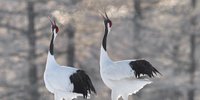 道東の雪景色！冬の丹頂鶴（タンチョウ）の撮影スポット4選