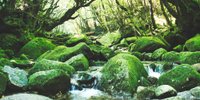 九州の世界遺産！屋久島観光のおすすめスポット10選