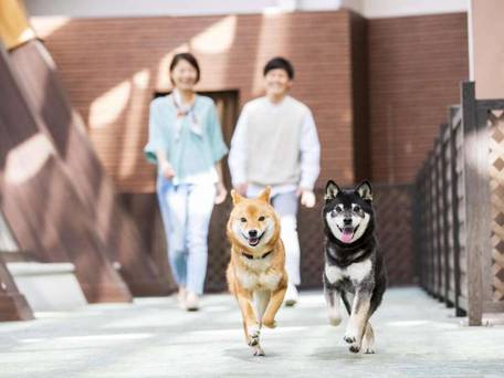 伊豆高原わんわんパラダイス ホテル＆コテージ / 1