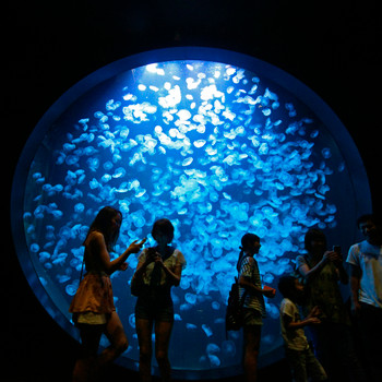 直径5メートルのクラゲドリームシアターを楽しめる「加茂水族館」3968113