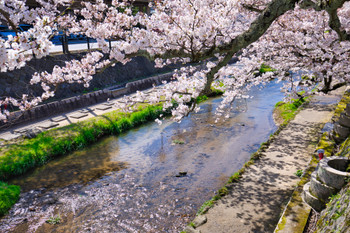 onsen in spring, Tamayu River