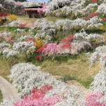 約3000本の桃が咲き誇る。豊田市上中町のしだれ桃にうっとり