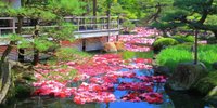 心が華やぐ庭園さんぽ。一年中牡丹（ぼたん）を楽しめる「由志園」がすてき／島根