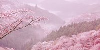 ”日本一の桜”吉野山のお花見旅行におすすめ旅館6選／奈良