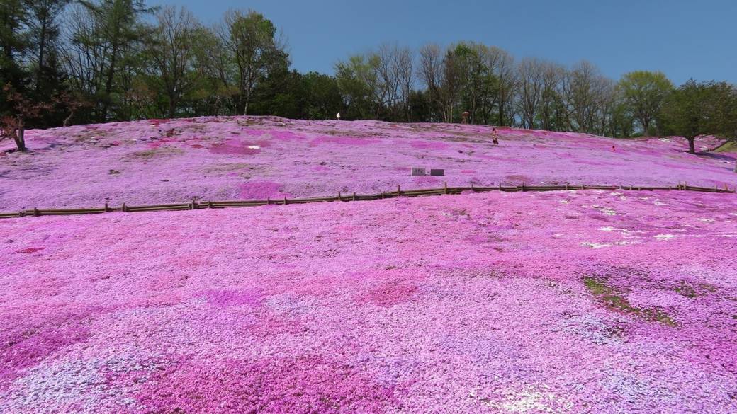 太陽の丘えんがる公園 / 1