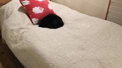 猫ちゃんおもてなしの宿　オーベルゼ　レ ボー