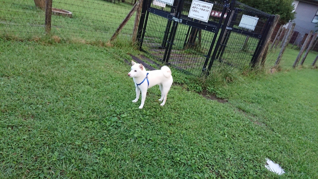 芝のドックラン