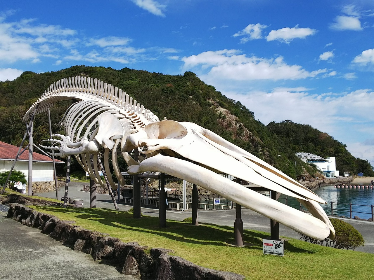 太地町立くじらの博物館の風景