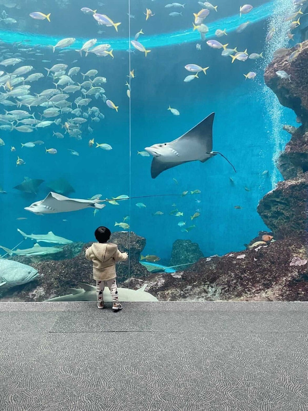 ホテルのすぐ近くの「鴨川シーワールド」では、ウミガメを間近で見たり、イルカやシャチのショーを楽しめて、親も子も大満足でした！