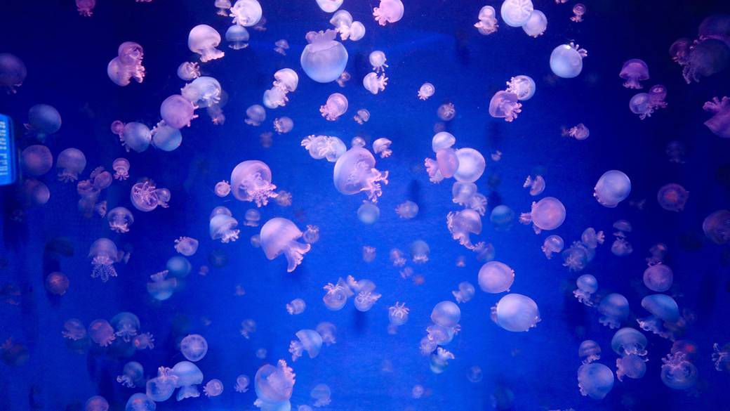 新江ノ島水族館 / 4