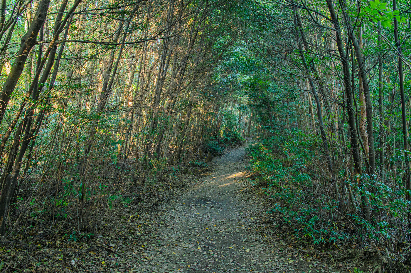 京都一周トレイル　東山コース