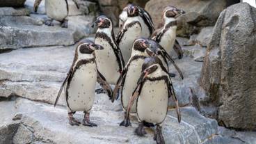 仙台うみの杜水族館 ペンギン / 8