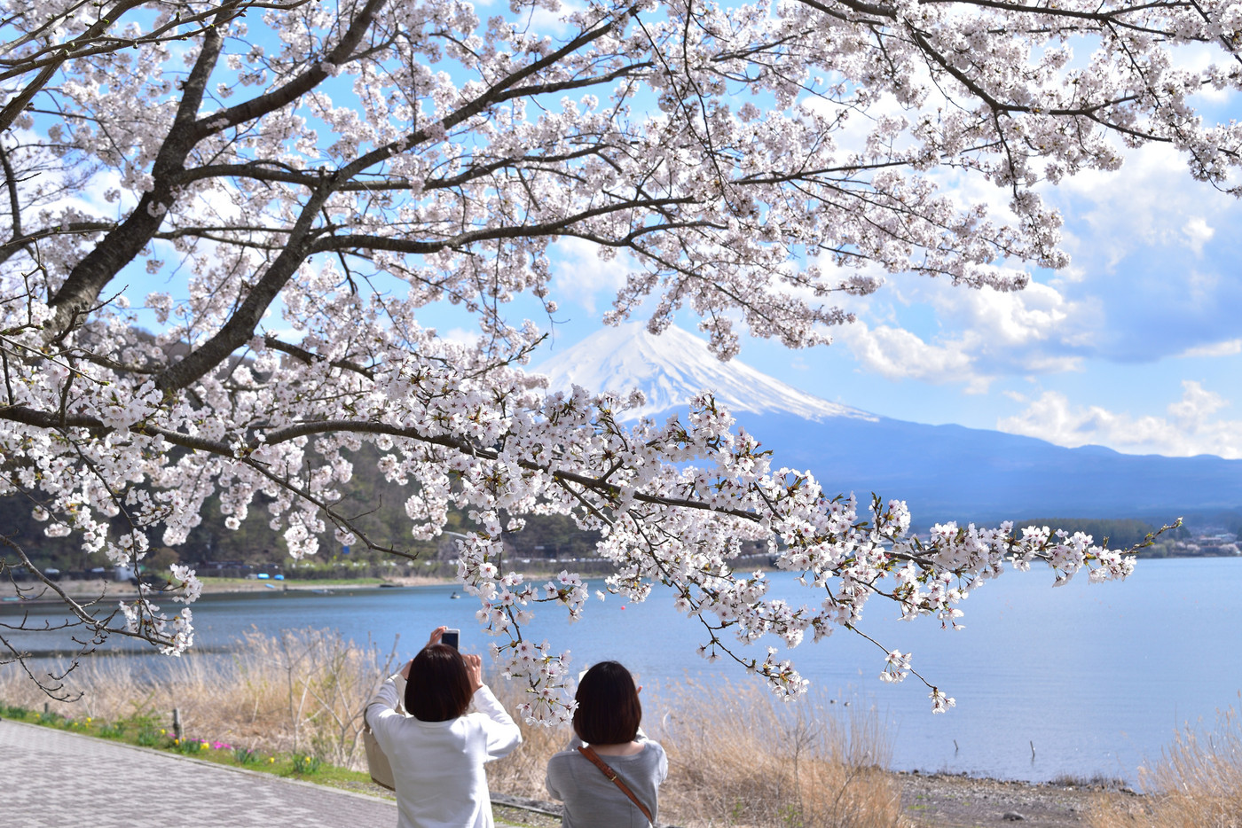 春の桜咲く河口湖から眺める富士山