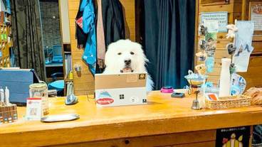 ペット同伴可 / 7