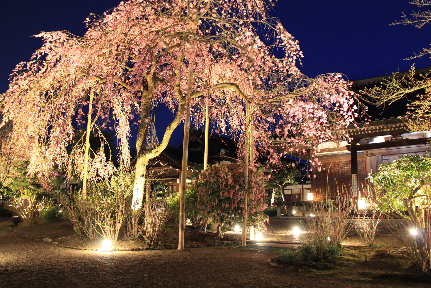 5. 法金剛院：心奪われる優美な桜「待賢門院桜」2034794