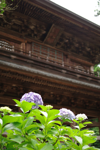 円覚寺38424
