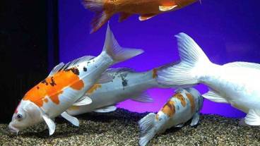 観光スポット / 37