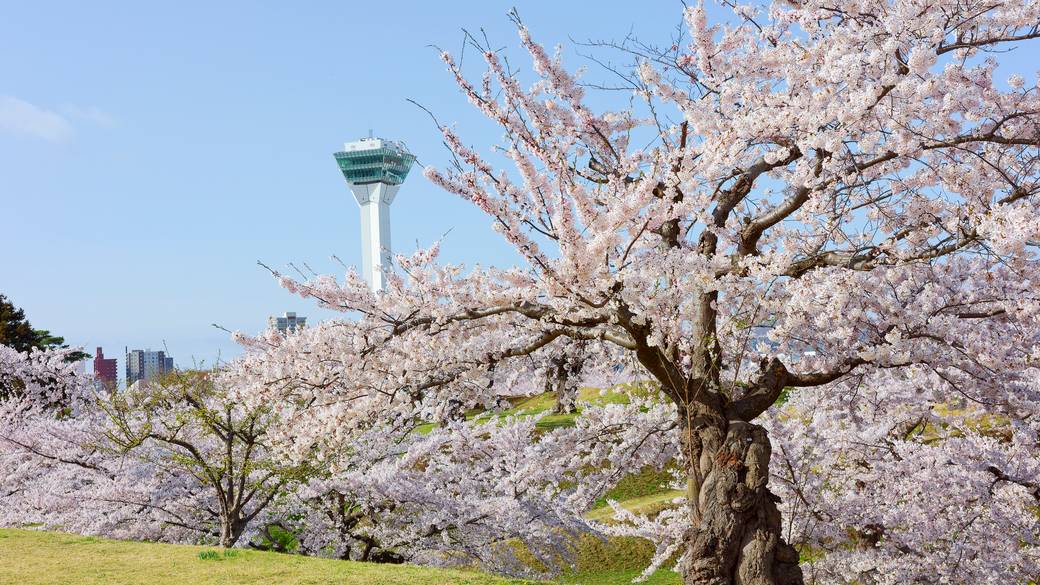 桜が咲く時期の五稜郭タワー / 5