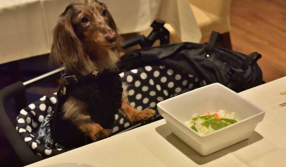 愛犬と仲良くいただく
‟軽井沢フレンチ” / 3