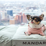 名古屋でペットと泊まれるおすすめホテル7選♪愛犬と楽しい旅を