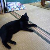 民宿 アガイ浜(沖縄県 民宿) / 3