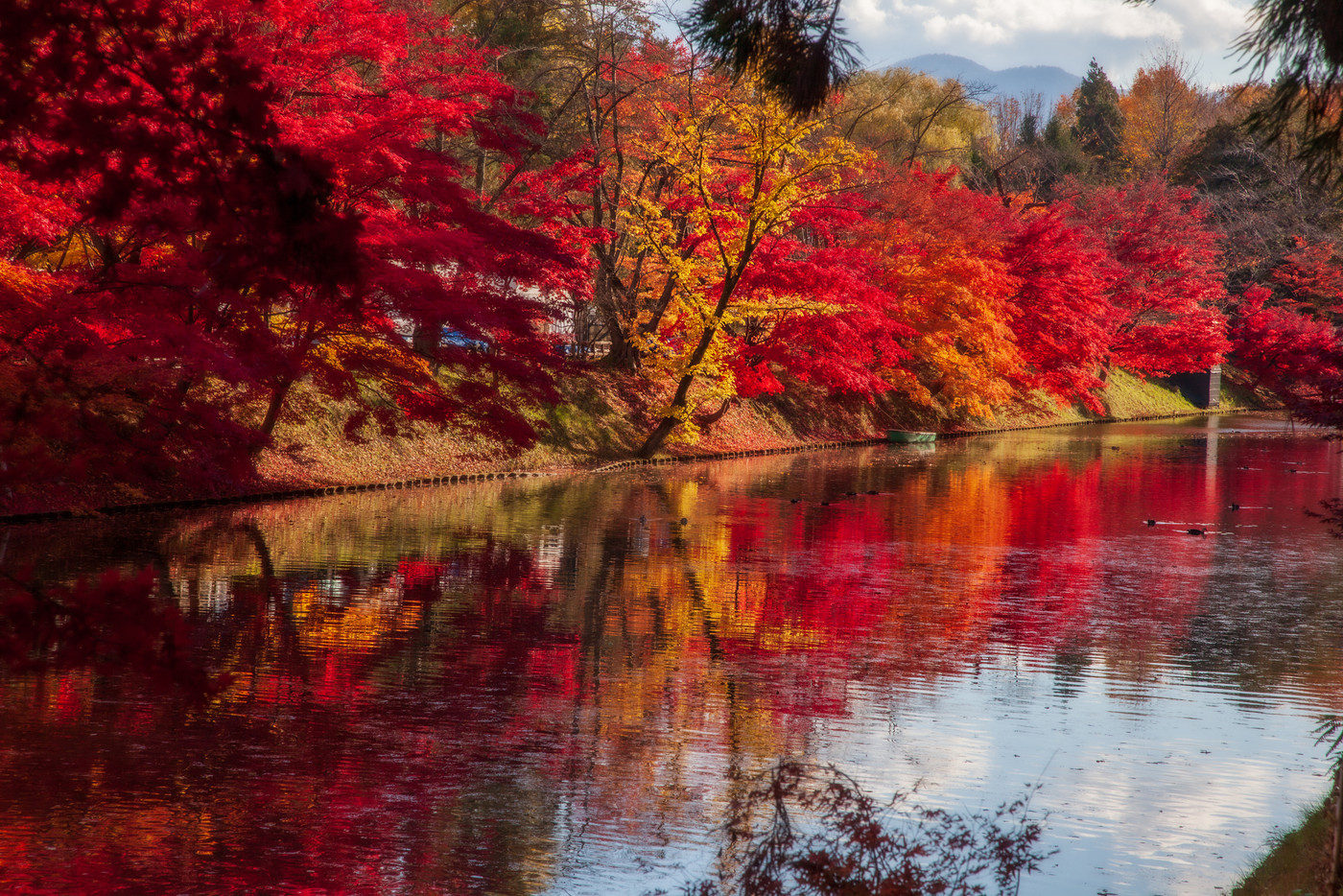 弘前城公園の真っ赤な紅葉の写真素材
