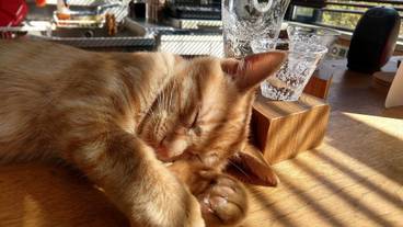 リビング エリア / 32