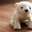shirokuma