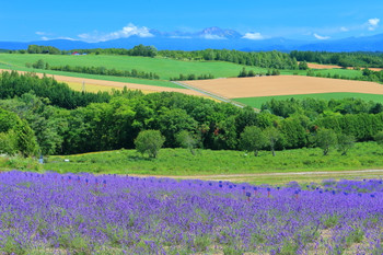[Hokkaido] Tokachi Mountain Range and Miyama Pass Lavender Owner Garden