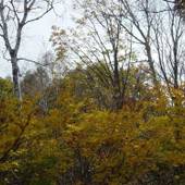 池の平温泉 パークロッヂ関根(新潟県 コテージ・ロッジ・一棟貸) / 3