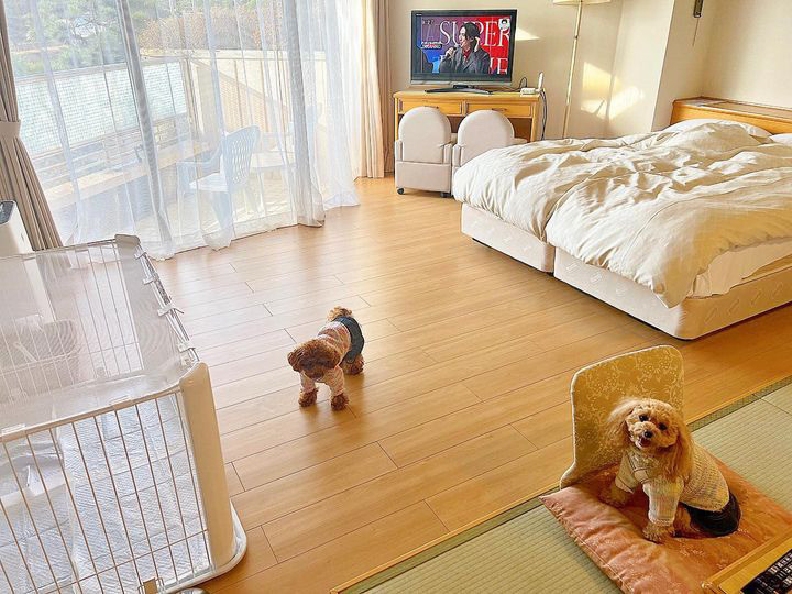 kitty_chan.poodleさんの写真 / 1