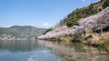 海津大崎の桜 / 4
